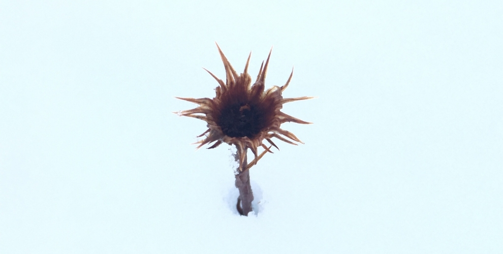 A winter flower buried in snow.